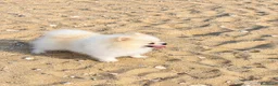 Pomerania perros para monta: POMERANIA PARA MONTA - Anuncio 6