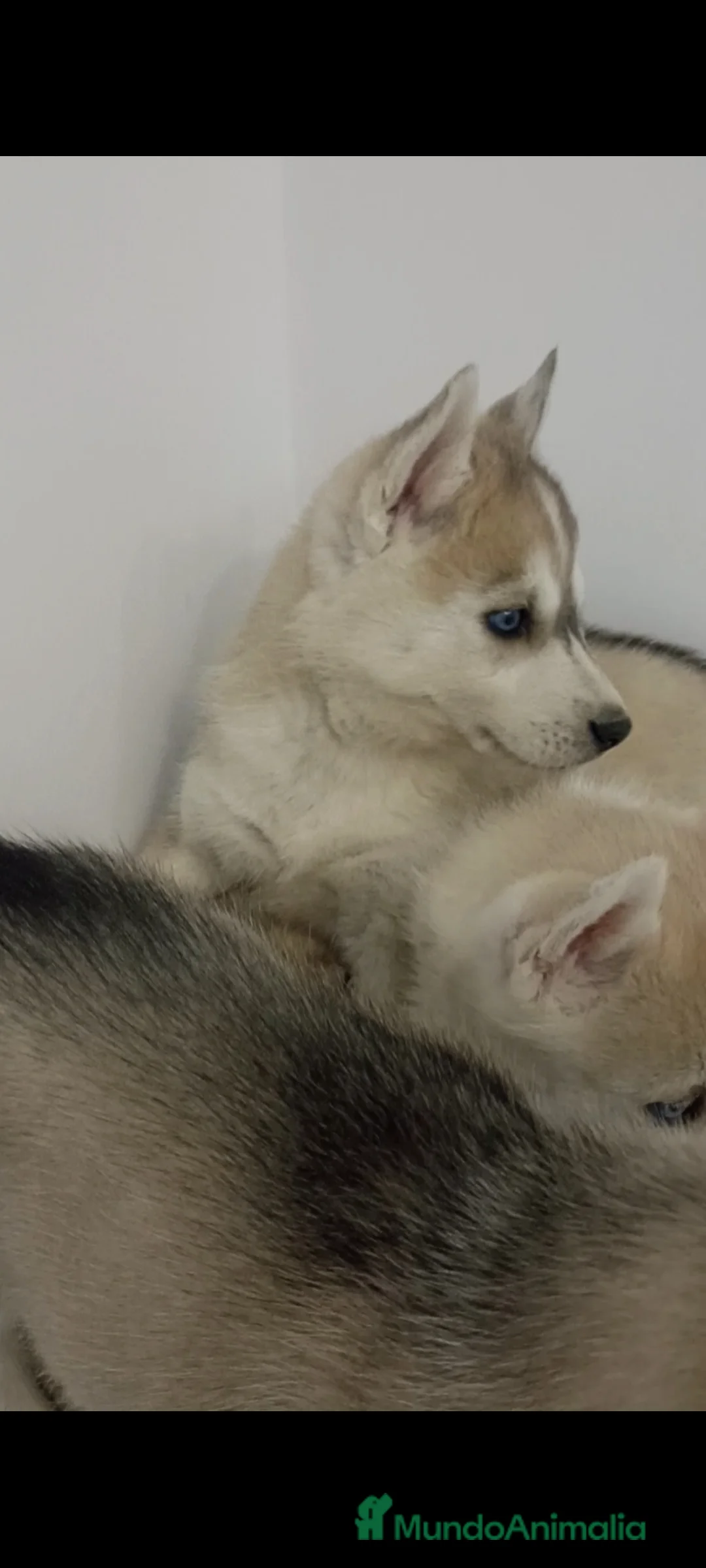 Husky Siberiano perros en venta: Cachorros husky siberianos  - Anuncio 3