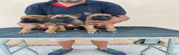 Pastor Belga Malinois perros en venta: PASTOR BELGA MALINOIS  - Anuncio 3