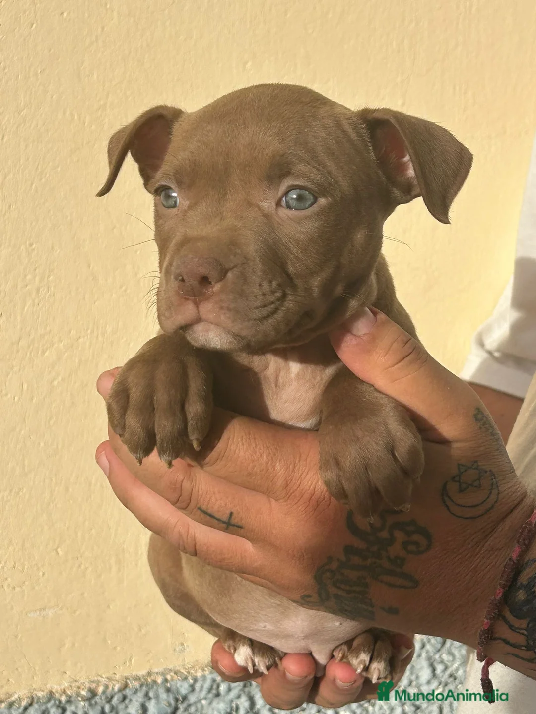 American Pit Bull Terrier perros en venta: Pitbull  - Anuncio 2
