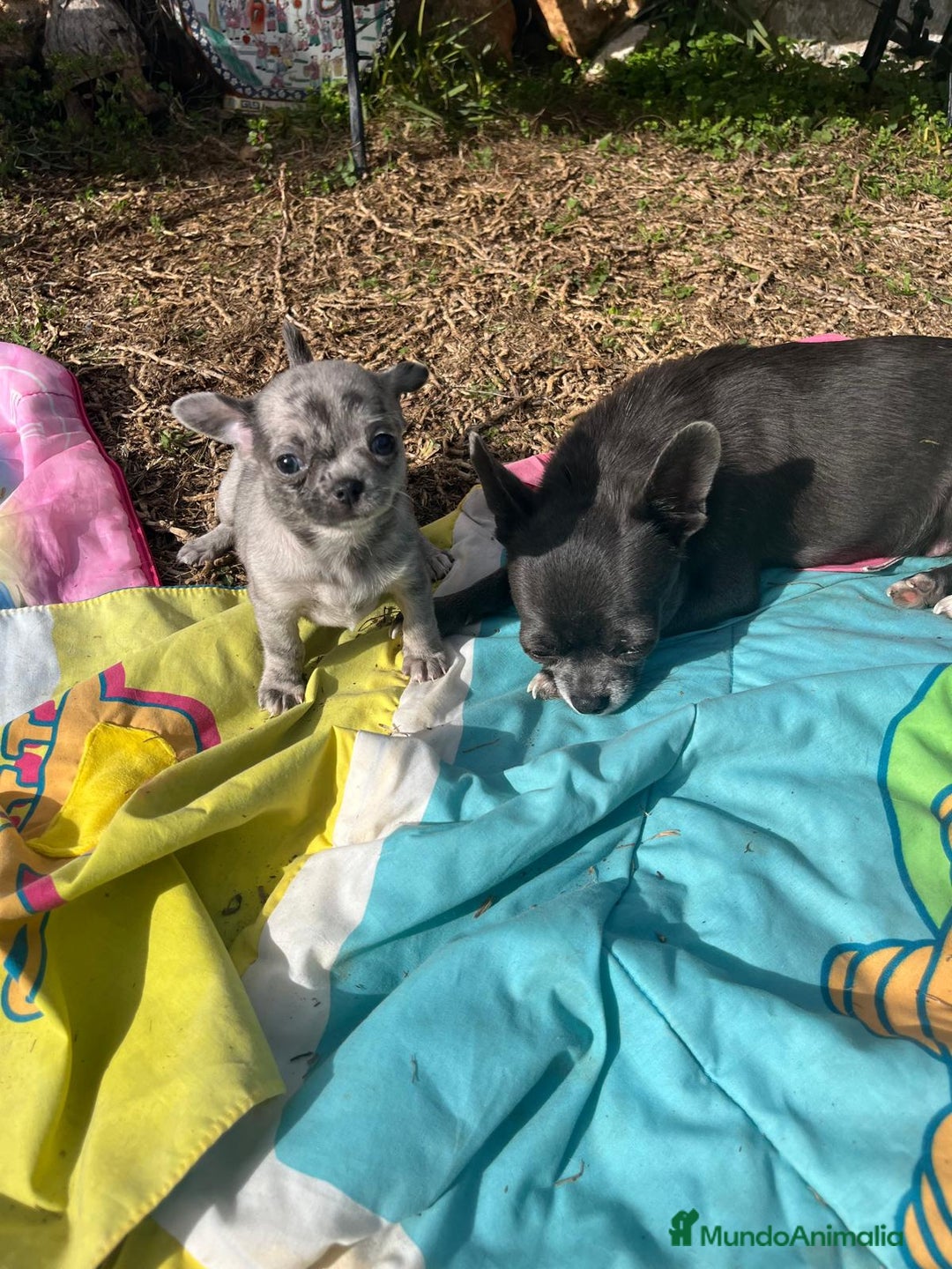 Chihuahua perros en venta: Chihuahua merle hembra - Anuncio 2