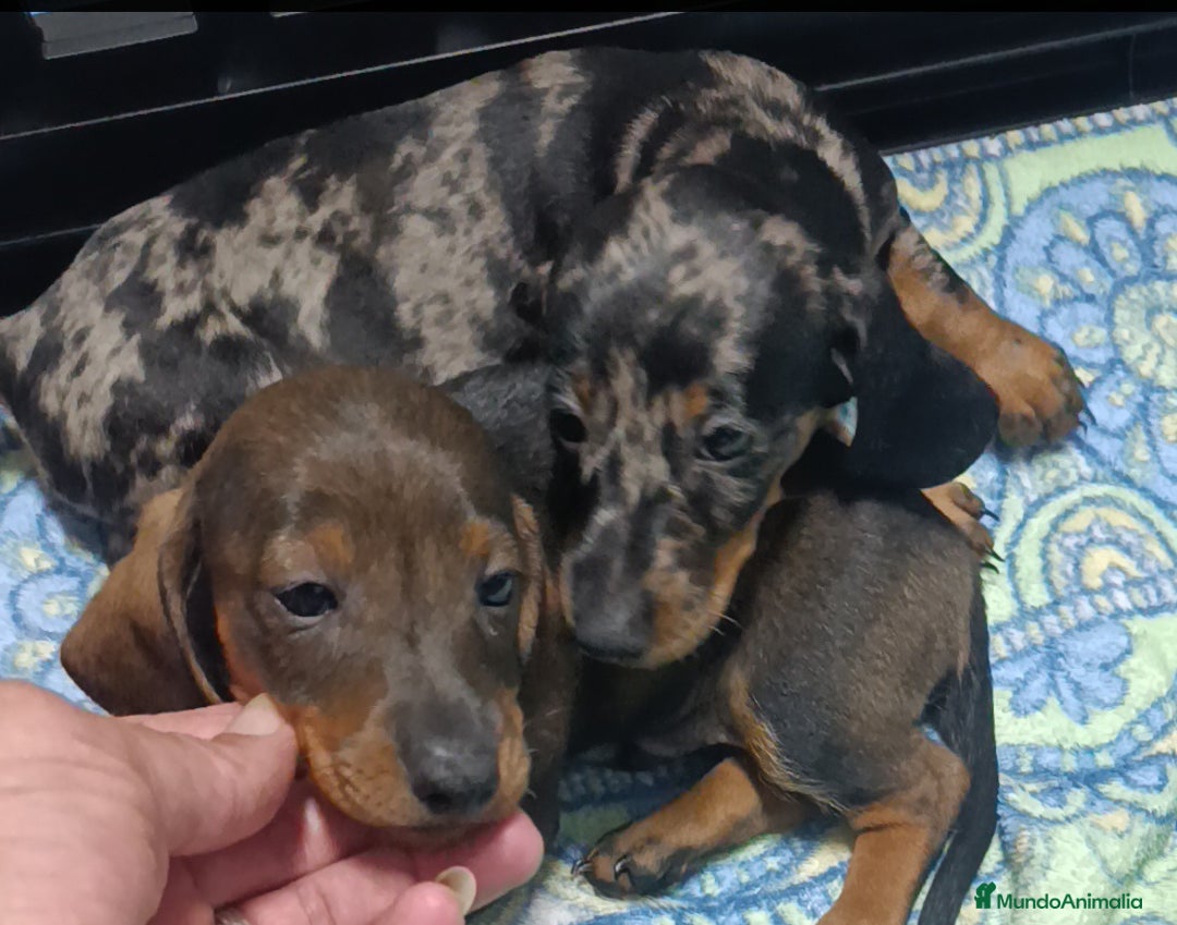 Teckel perros en venta: Teckel kaninchen  - Imagen 2