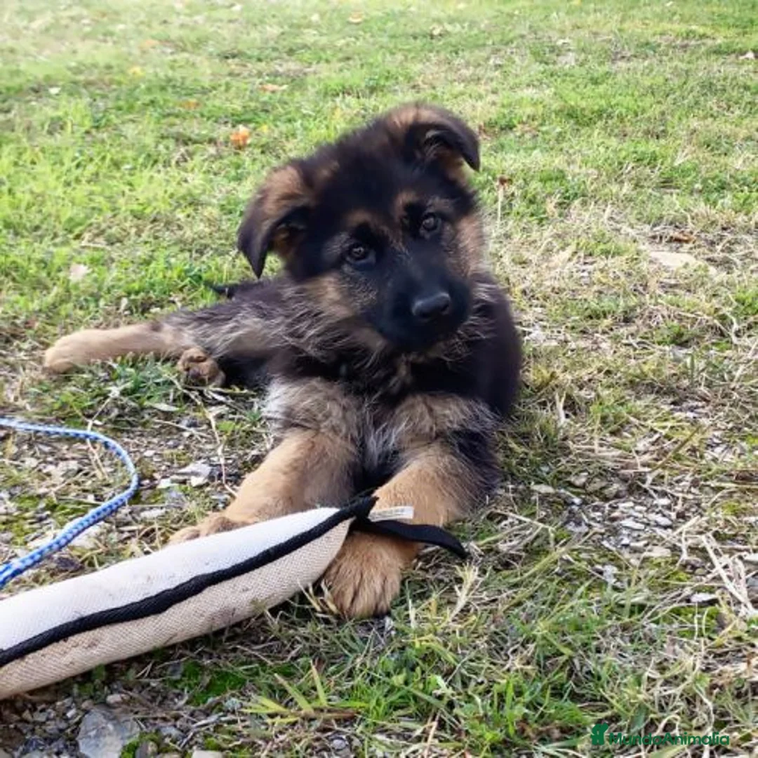 Pastor Alemán perros en venta: Excelentes cachorros de Pastor Aleman  - Anuncio 7