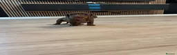 Teckel Miniatura perros en venta: teckel chocolate  - Anuncio 6