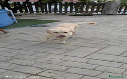 Labrador Retriever perros en venta: PROXIMA CAMADA DE LABRADOR RETRIEVER - Imagen 6