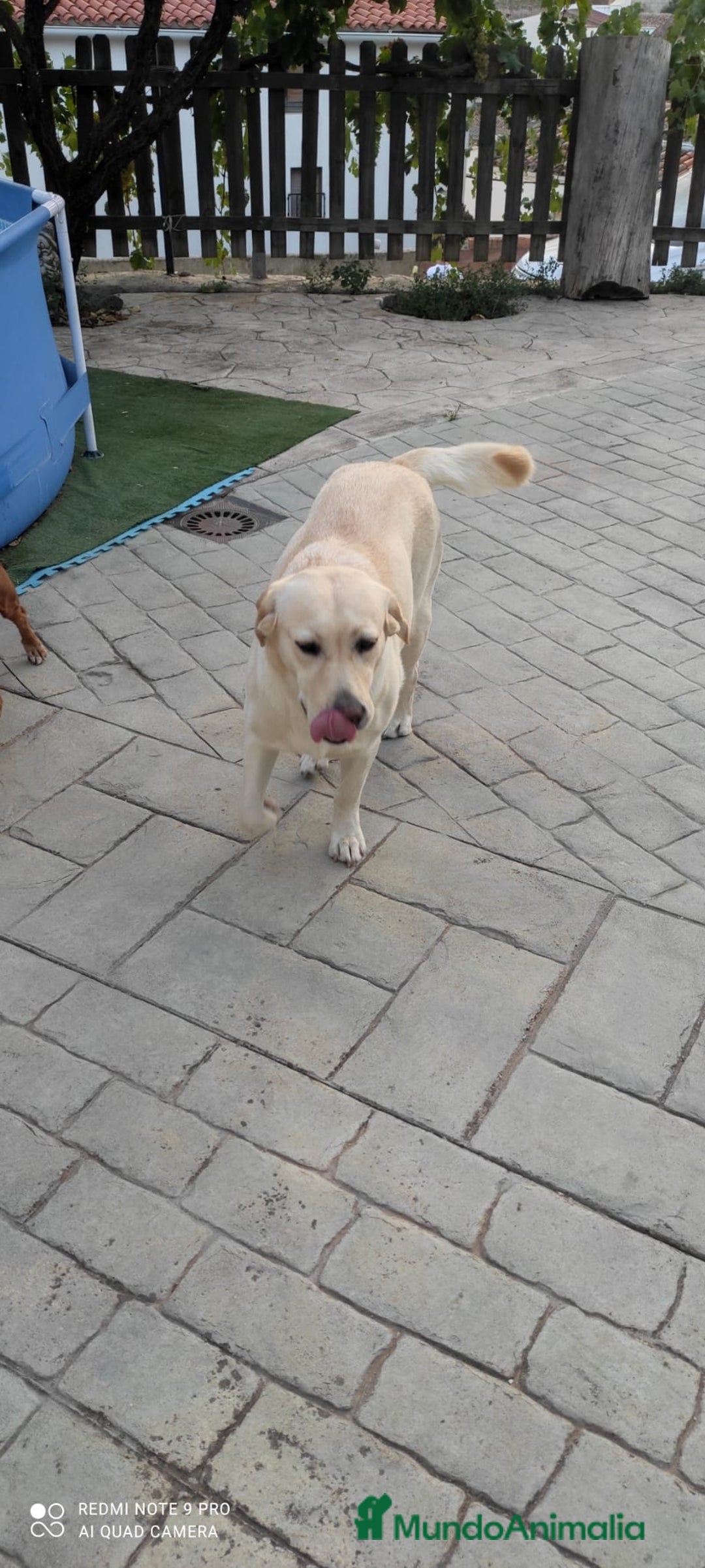 Labrador Retriever perros en venta: PROXIMA CAMADA DE LABRADOR RETRIEVER - Imagen 6