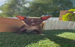 Chihuahua perros en venta: CHIHUAHUA MACHO - Imagen 2