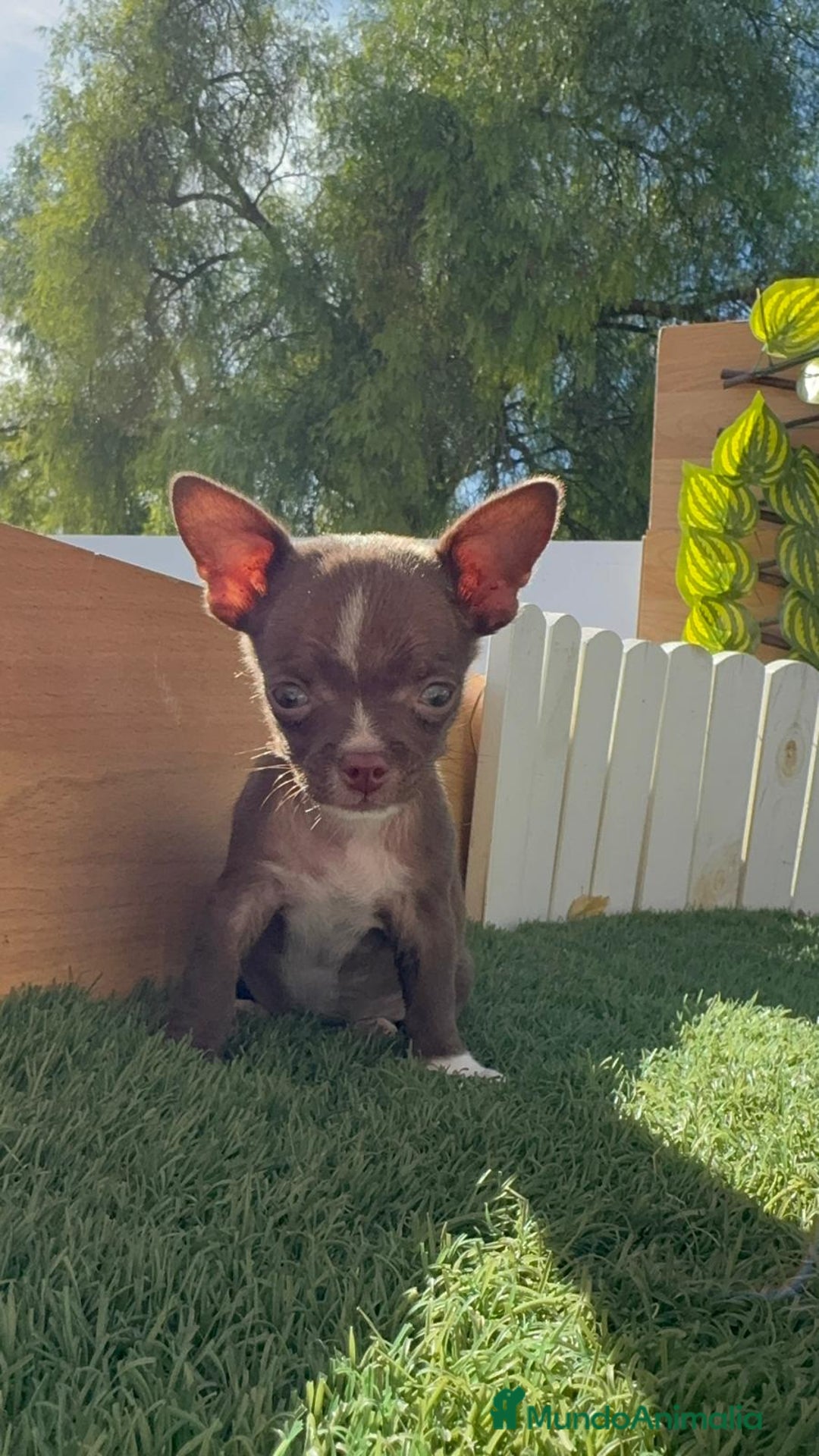 Chihuahua perros en venta: CHIHUAHUA MACHO - Imagen 2