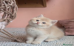 Británico de Pelo Corto gatos en venta: Gatitos British golden de pelo corto - Imagen 7