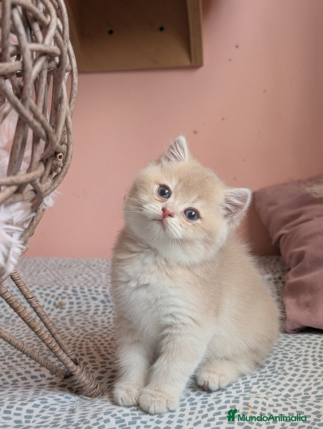 Británico de Pelo Corto gatos en venta: Gatitos British golden de pelo corto - Imagen 7