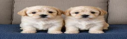 Maltipoo perros en venta: MALTIPOO F2 - Anuncio 2