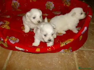 Bichón Maltés perros CAMADA de bichon maltes en Madrid - Anuncio 1