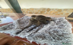 Pequeño Lebrel Italiano perros en venta: Galgo italiano Piccolo macho blue - Imagen 4