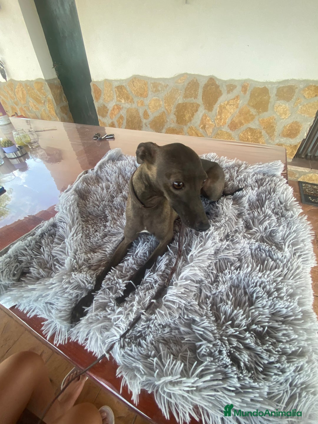Pequeño Lebrel Italiano perros en venta: Galgo italiano Piccolo macho blue - Imagen 4