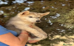 Husky Siberiano perros en venta: HUSKY Y LOBO ARTICO - Imagen 5