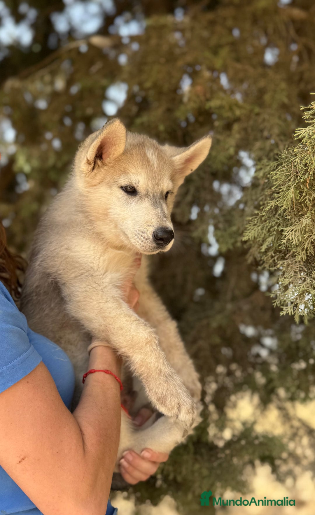 Husky Siberiano perros en venta: HUSKY Y LOBO ARTICO - Imagen 5