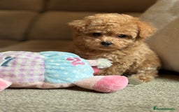 Maltipoo perros en venta: Maltipoo precisa y diminuta !!! - Imagen 9