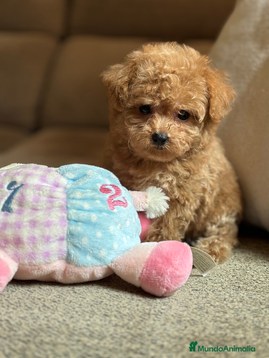 Maltipoo perros en venta: Maltipoo precisa y diminuta !!! - Imagen 9