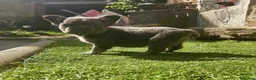 Bulldog Francés perros en venta: Bulldog frances - Anuncio 6