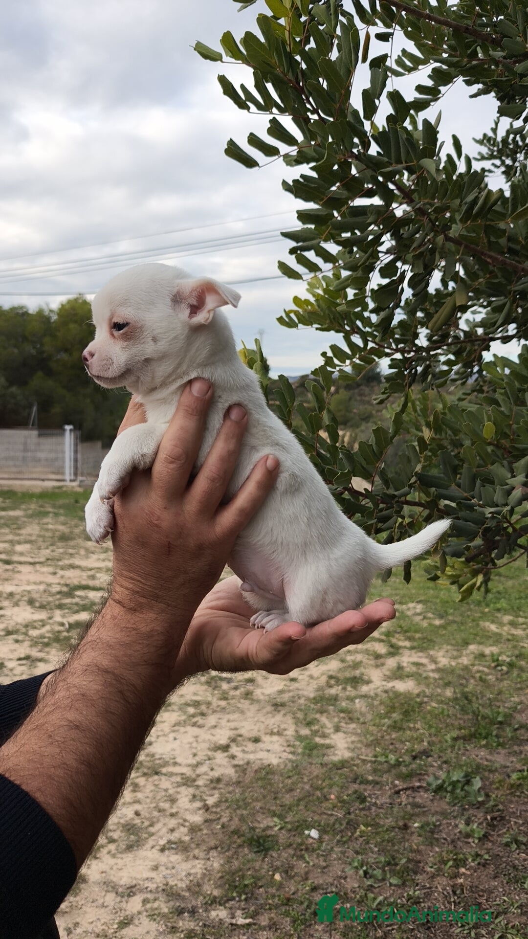 Chihuahua perros en venta: Chihuahua Blanco 🤍 Macho - Anuncio 3