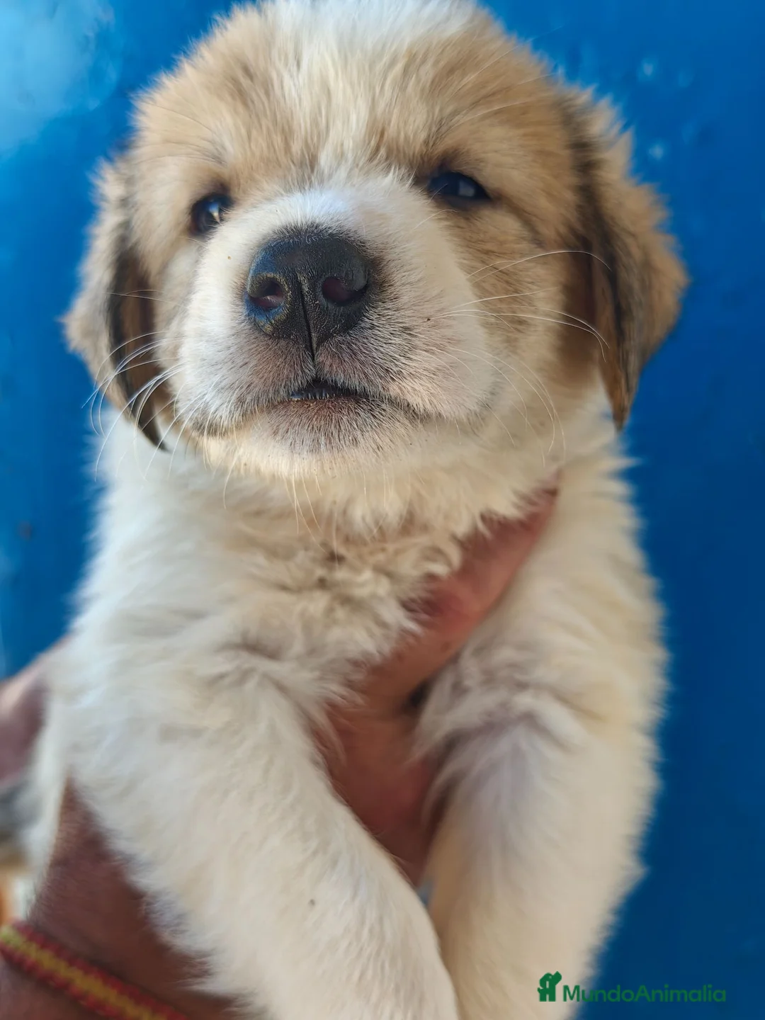 Mastín Español perros en adopcion: Mastin español - Anuncio 2