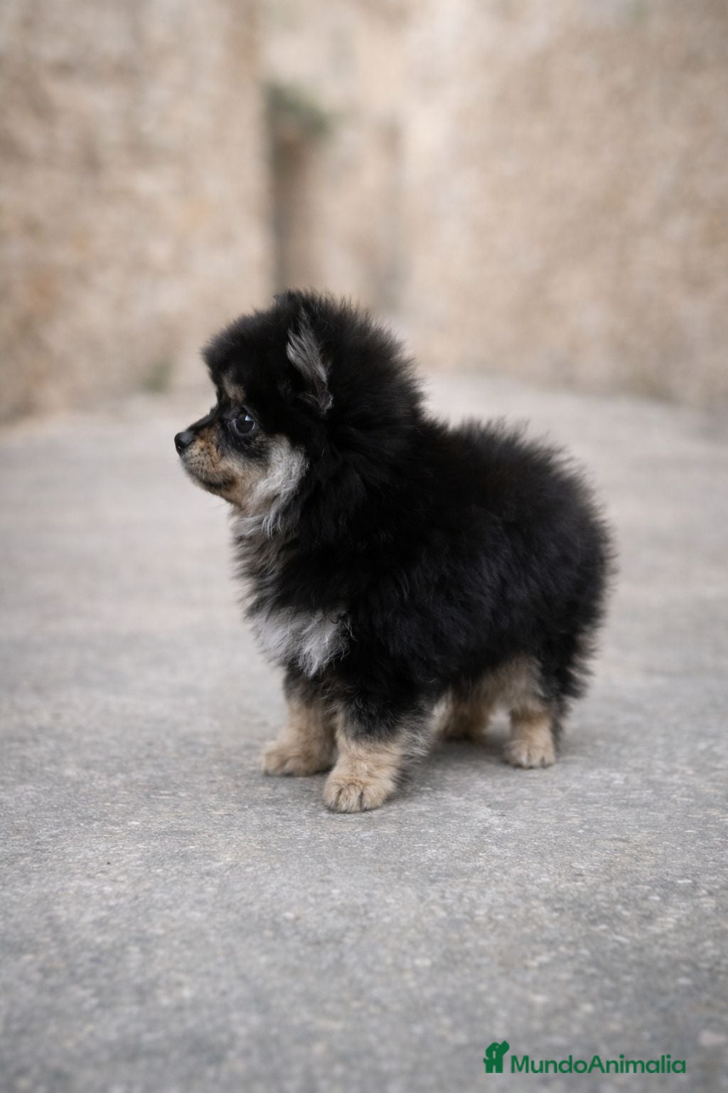 Pomerania perros Lulu pomerania  - Anuncio 18
