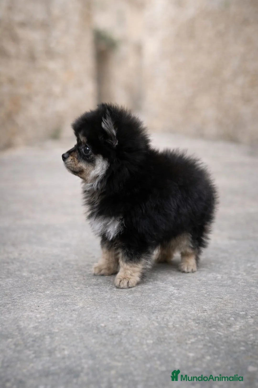 Pomerania perros en venta: Lulu pomerania  - Anuncio 1
