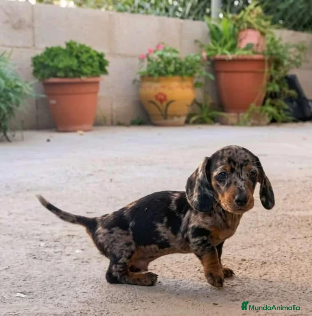 Teckel Miniatura perros en venta: Teckel mini Arlequín de calidad  - Anuncio 1
