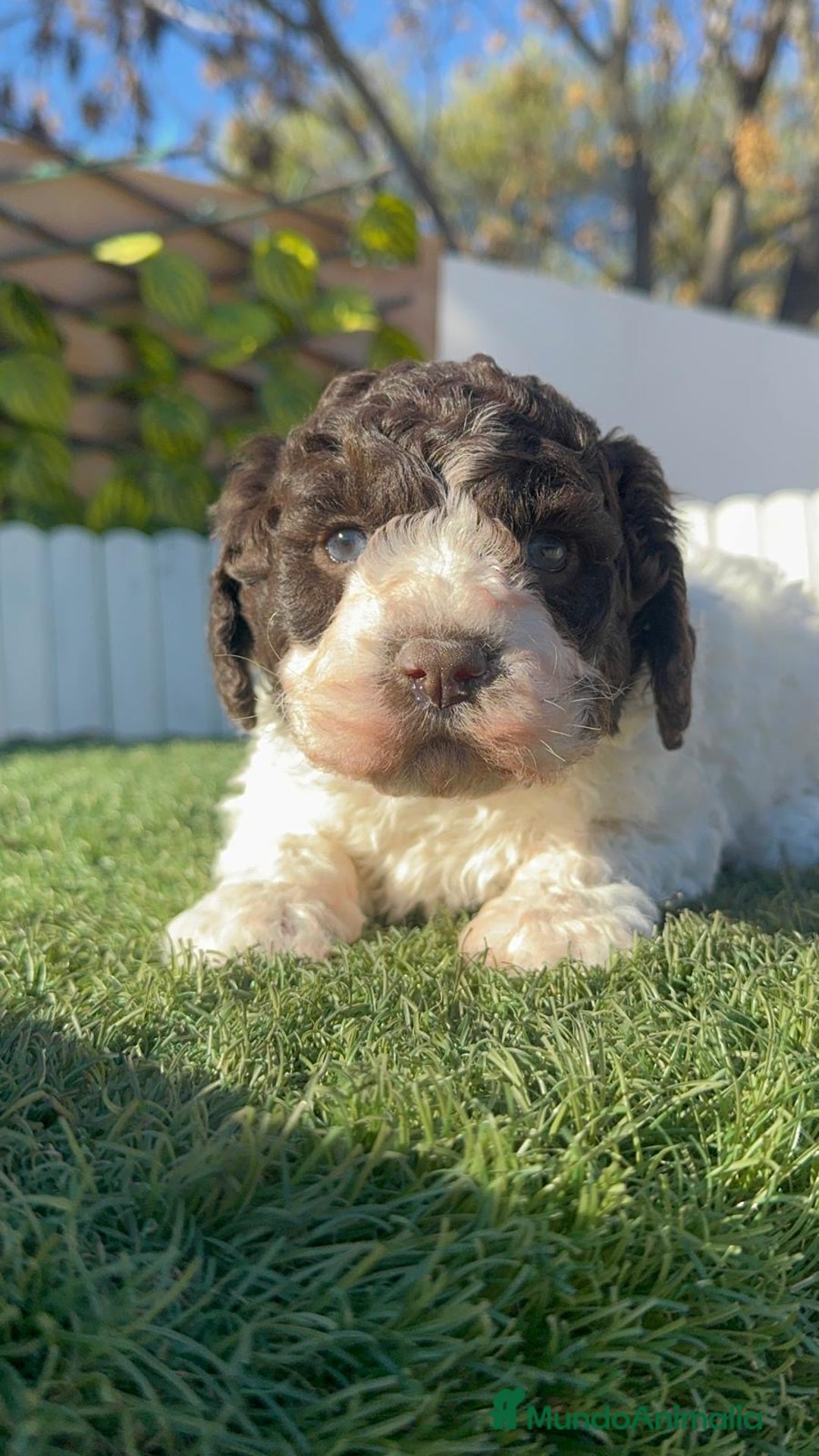 Perro de Agua Español perros en venta: PERRO ESPAÑOL AGUA ESPAÑOL - Anuncio 6