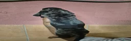 Teckel perros en venta: Teckel arlequín y negro  en Girona - Anuncio 3