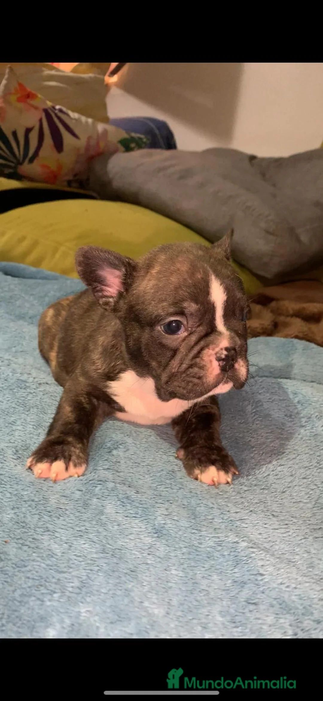 Bulldog Francés perros en venta: Bulldog Francés  - Anuncio 6