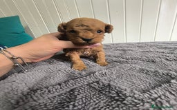 Caniche Toy perros en venta: Caniche  - Imagen 3