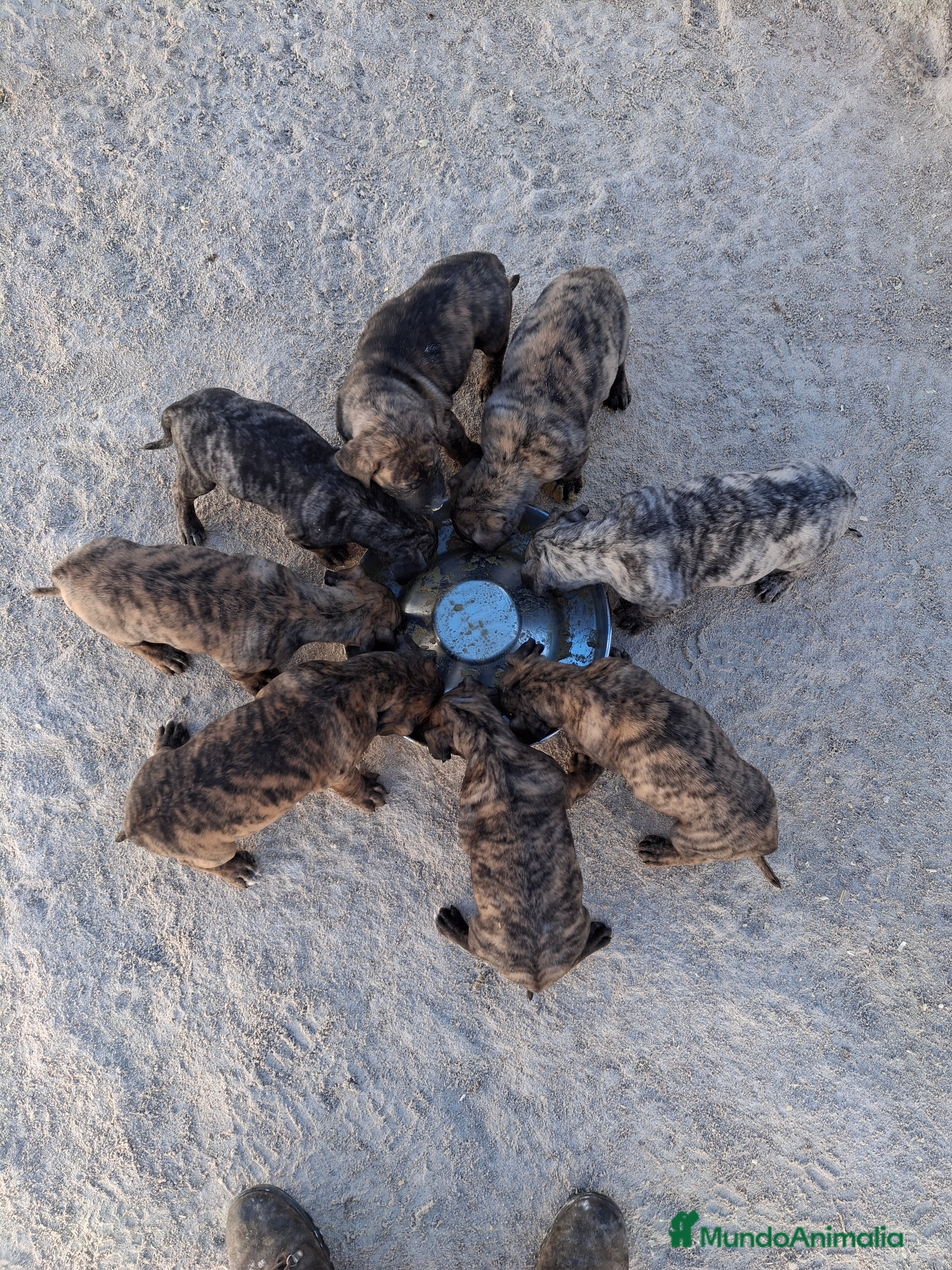 Presa Canario perros Presa canario - Anuncio 2