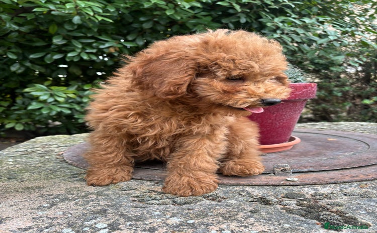 Caniche Enano perros - Anuncio 2