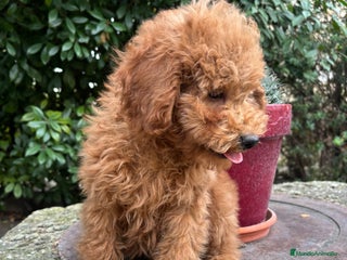 Caniche Enano perros - Anuncio 15