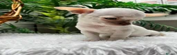 Chihuahua perros en venta: CHIHUAHUA MACHO-OJOS AZULES - Anuncio 8
