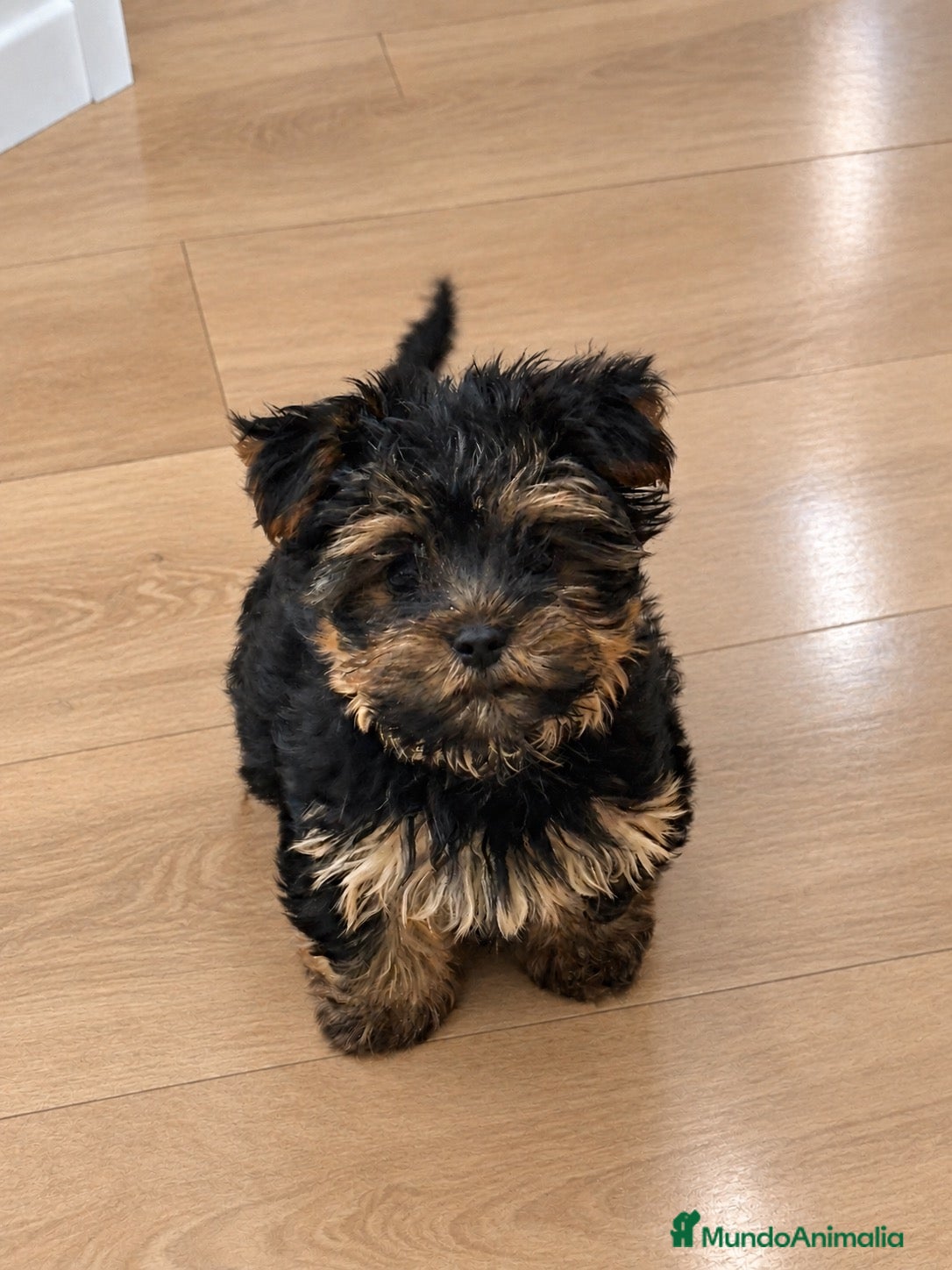 Yorkshire Terrier perros en venta: Yorkshire super toy negro fuego - Anuncio 3