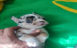 Chihuahua perros en venta: Hembra chihuahua merle toys  - Imagen 2