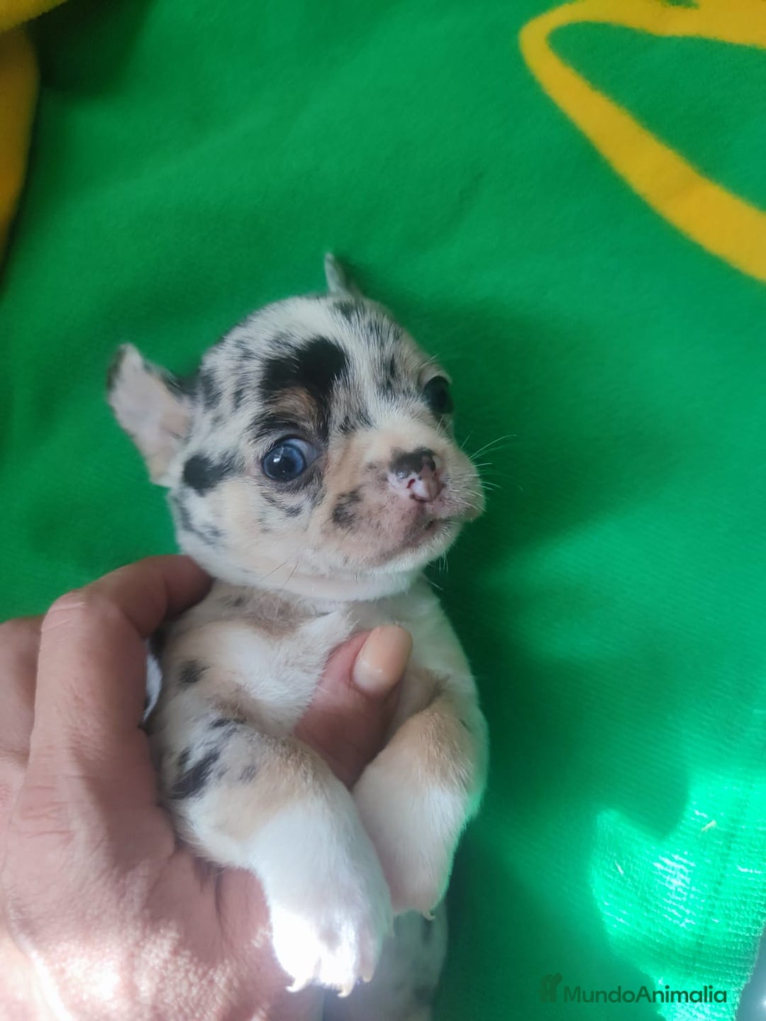 Chihuahua perros en venta: Hembra chihuahua merle toys  - Imagen 2