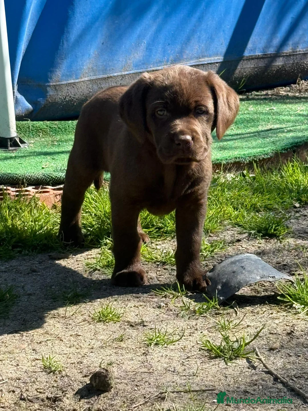 Labrador Retriever perros en venta: Macho de labrador retriever  - Anuncio 1