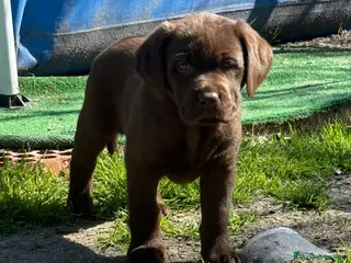Labrador Retriever perros Macho de labrador retriever - Anuncio 1