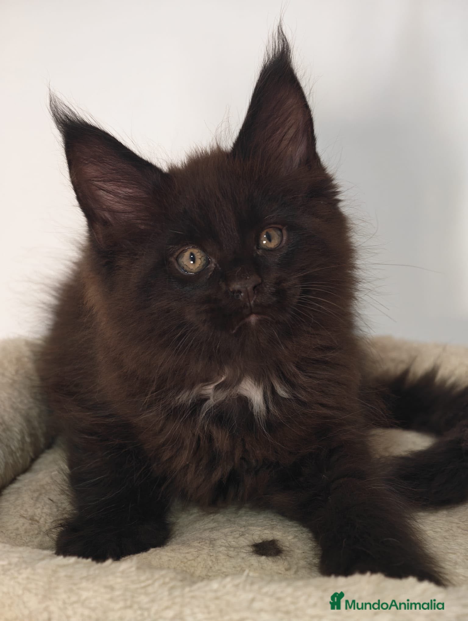Maine Coon gatos Macho de Maine coon negro humo - Anuncio 4