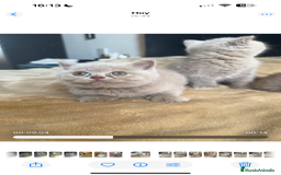 Británico de Pelo Corto gatos en venta: British Shortihair lilac - Imagen 2