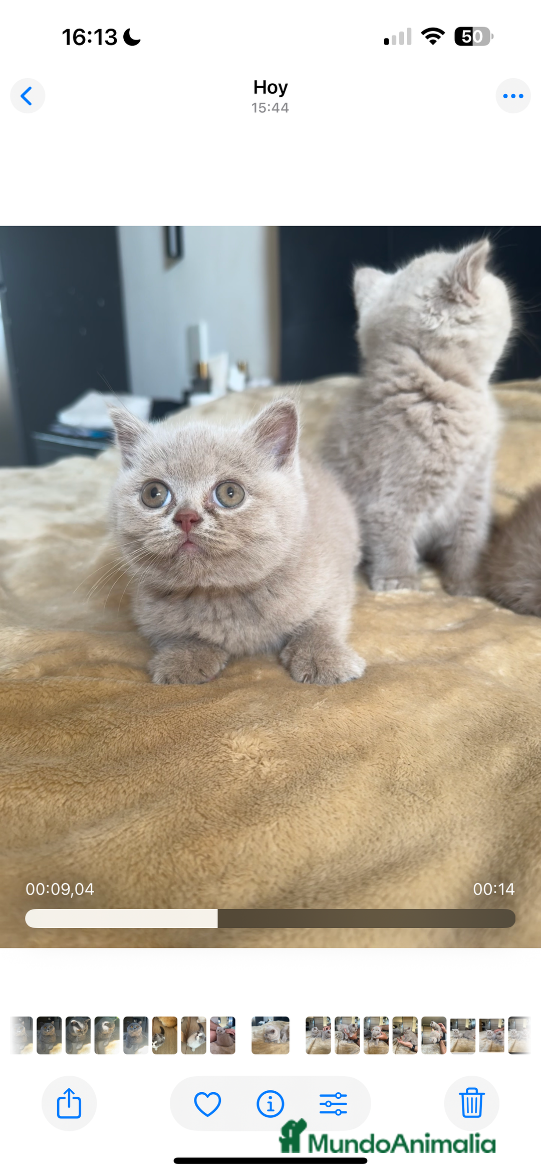 Británico de Pelo Corto gatos en venta: British Shortihair lilac - Imagen 2