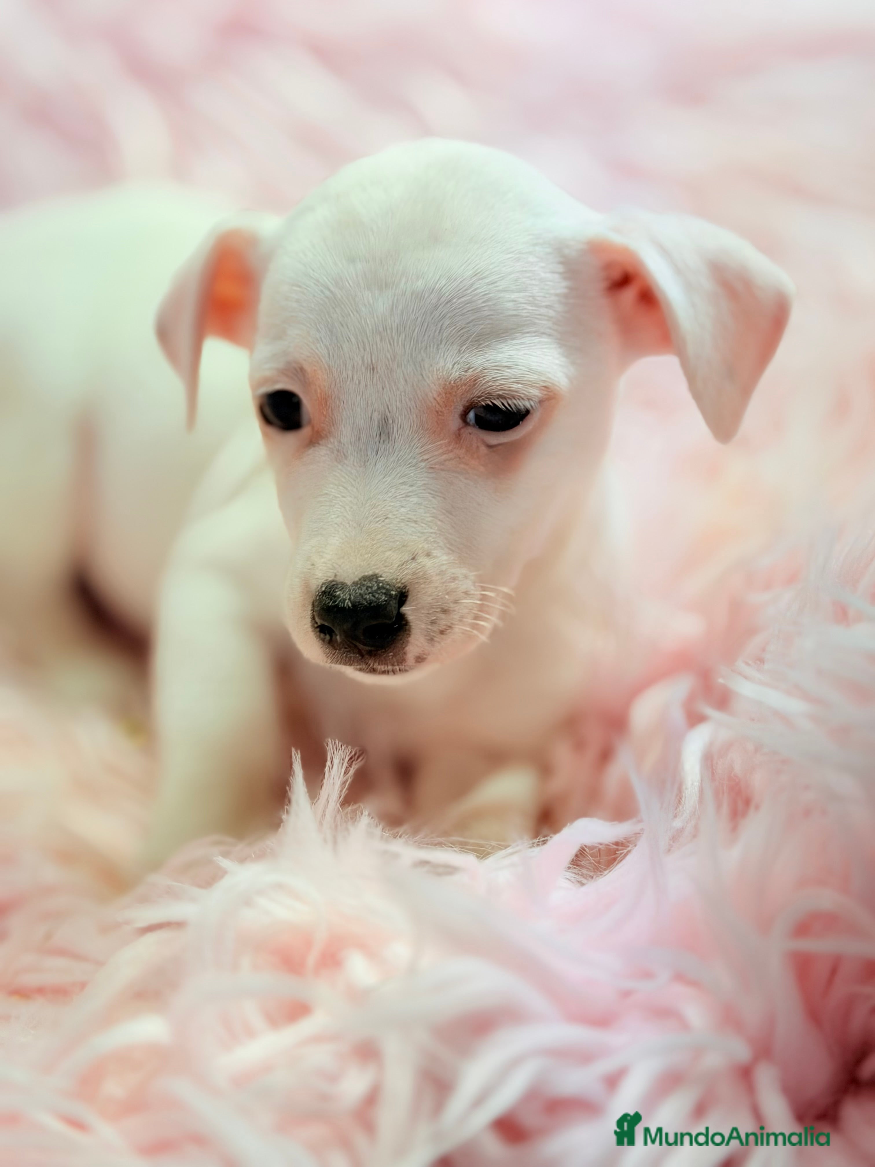 Jack Russell Terrier perros Jack Russell hembra  - Anuncio 25