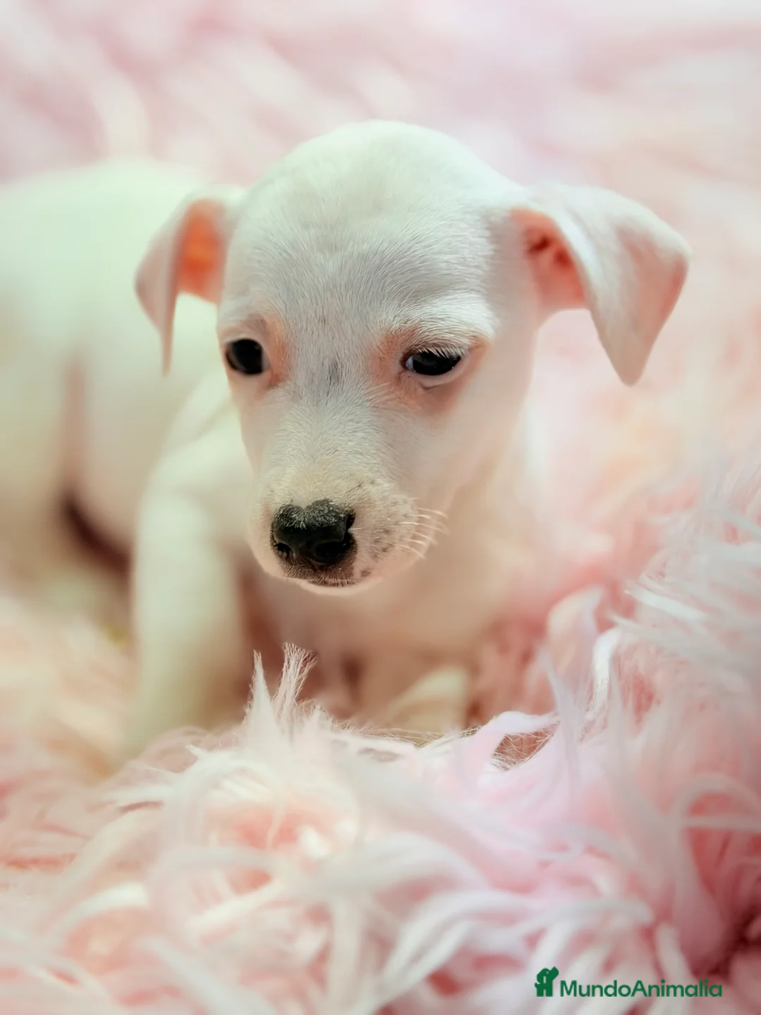 Jack Russell Terrier perros en venta: Jack Russell hembra  - Anuncio 1