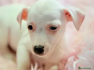 Jack Russell Terrier perros Jack Russell hembra - Anuncio 14