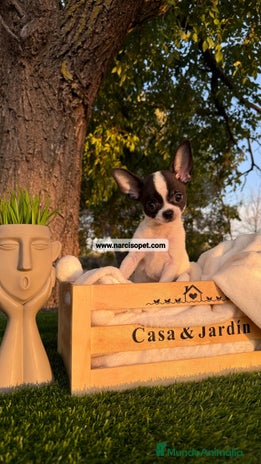 Chihuahua perros - Anuncio 14