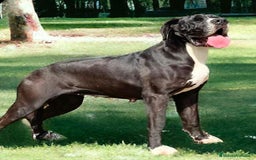 Dogo Alemán perros en venta: Preciosa camada de dogo alemán  - Imagen 7