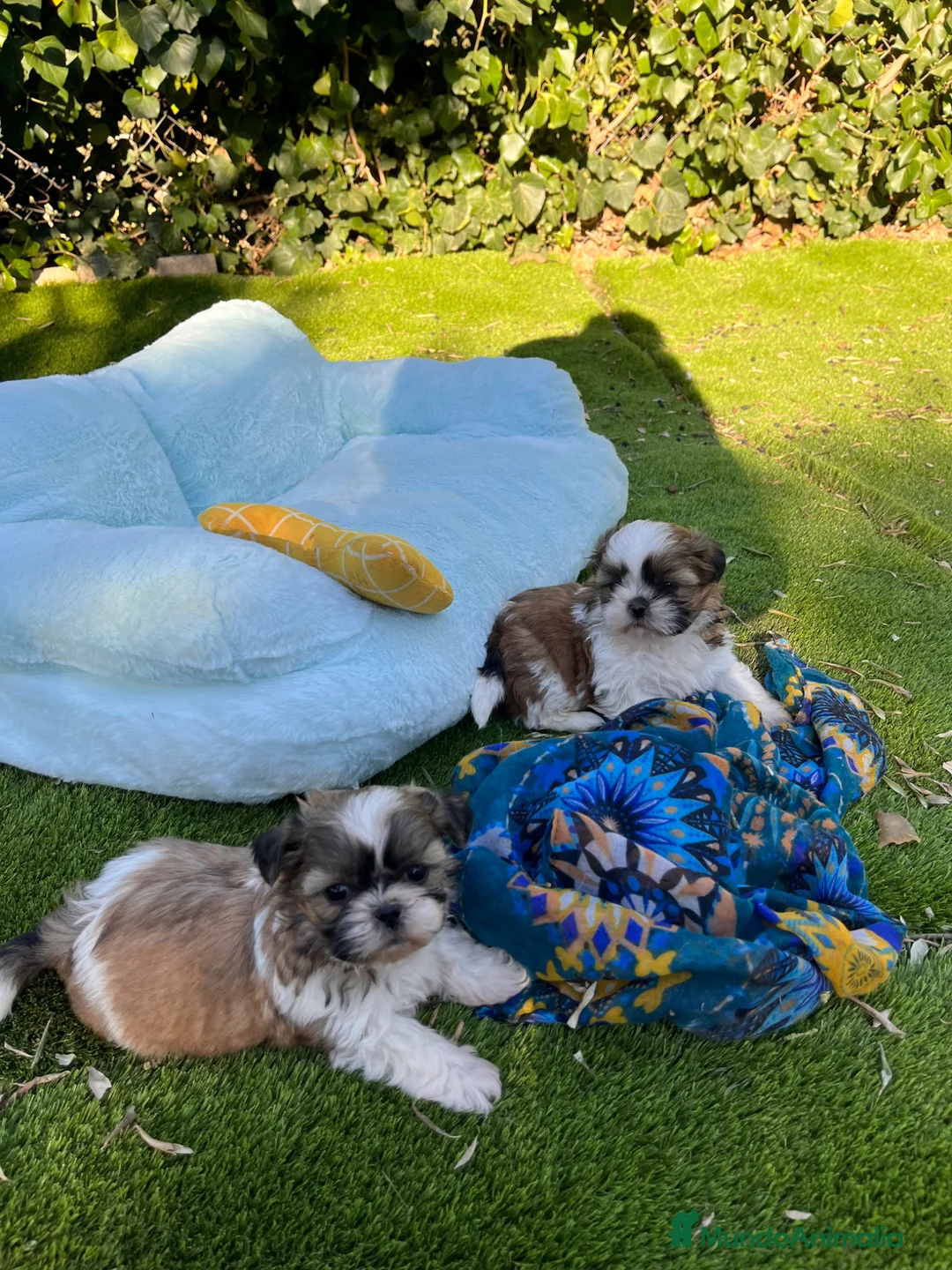 Shih Tzu perros en venta: Shih tzu en Barcelona 🐾 - Anuncio 1
